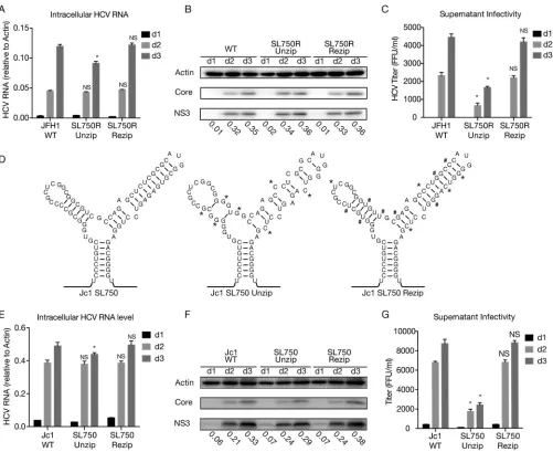 FIG 8 SL750 is critical for HCV FLG packaging. Huh7.5.1 cells were transfected withrezipping mutations in SL750R, wild-type Jc1, or mutant Jc1 containing unzipping and rezipping mutations in SL750