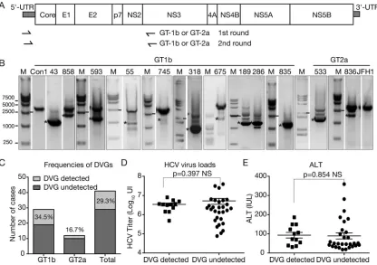 FIG 1 Identiﬁcation of HCV DVGs from clinical isolates. (A) Schematic of the HCV genome and positions of primers used to detect DVGsin this study