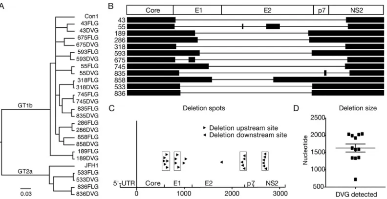 TABLE 2 DVGs originating from a full-length genome that exists in the same patient