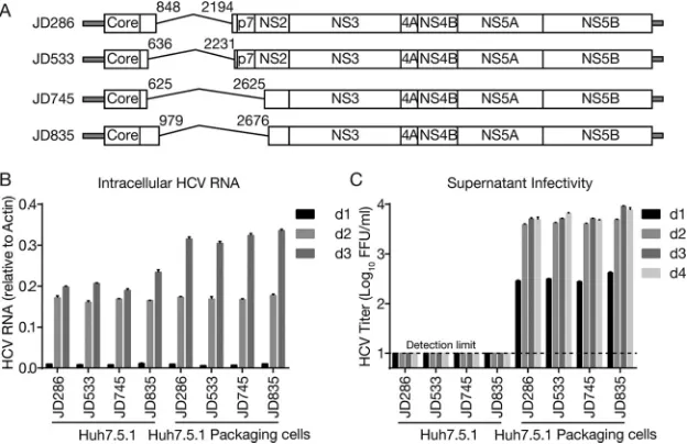 TABLE 3 DVGs are in-frame deletions and contain the intact core and the C-terminal protease domain of NS2
