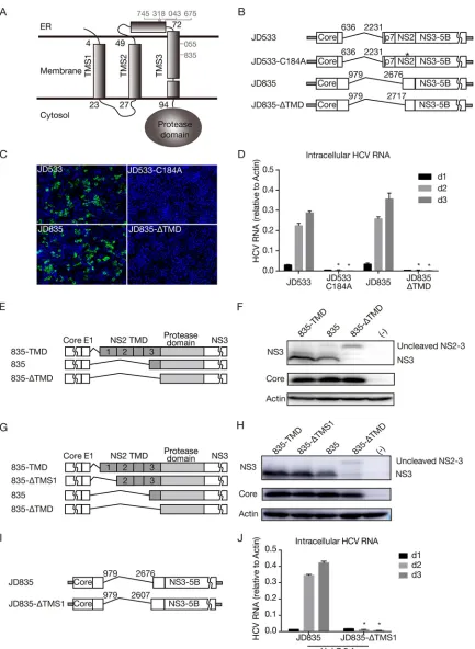 FIG 4 The transmembrane domain upstream of the NS2 cysteine protease domain is essential for DVG replication