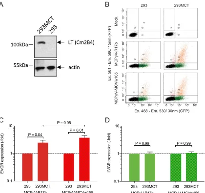 FIG 5 MCPyV NCCR response in MVPyV T antigen-expressing 293MCT. (A) MCPyV LTag expression in 293MCT cells (immunoblot); (B)Flow cytometry of MCPyV-17b and MCPyV-MCVw156; (C) EVGR expression presented as fold changes in HEK293 cells; (D) LVGRexpression expr