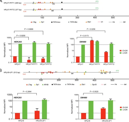FIG 6 Clinical NCCR rearrangements of HPyV7 and HPyV9. (A) HPyV7-PITT1 carries a 16-bp insertion (ins); HPyV7-PITT2 carries a 12-bp deletion (del, dotted line)independent replicates are shown; the Wilcoxoncompared to the archetype HPyV7 NCCR shown in Fig