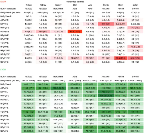 TABLE 2 EVGR and LVGR expression of 13 HPyV NCCRsa