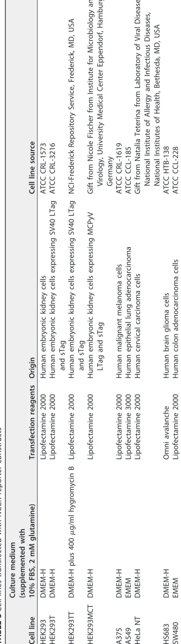 TABLE 3 Cell lines transfected with NCCR reporter constructs