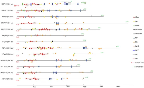 FIG 1 In silico prediction of common transcription factor- and LTag-binding sites in the NCCRs of 13 HPyVs