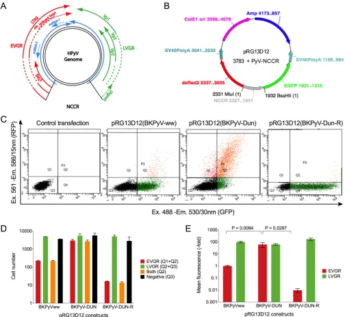 FIG 2 Rearranged BKPyV Dunlop NCCR showed higher EVGR expression than did BKPyVww NCCR in HEK293 cells