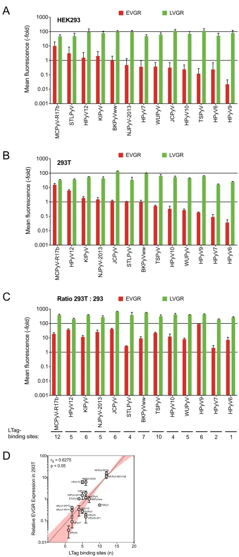FIG 3 HPyV NCCRs differ in EVGR expression in HEK293 and 293T cell lines. (A) HEK293 normalized toarchetype BKPyV(ww) (error bars indicate SD); (B) HEK293T cells normalized to archetype BKPyV(ww)(error bars indicate SD); (C) fold changes in 293T versus HEK293 cells (error bars indicate SD from threeindependent replicates); (D) log-linear regression (y axis, log; x axis, linear; 95% conﬁdence interval shownin pink) of LTag-binding sites and EVGR expression in 293T cells.