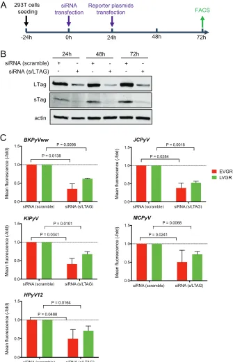 FIG 4 siRNA knockdown of SV40-sT/LTag expression in 293T cells. (A) Experimental timeline of transfectionand ﬂow-cytometric analysis (ﬂuorescence-activated cell sorter [FACS])