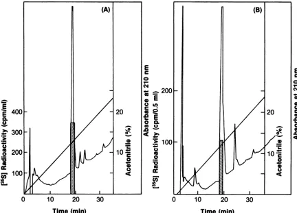 FIG. 4.andpeptidewasmixedradioactivity Cochromatography of the synthetic tetrapeptide CVLS with peptide a and the hydroxylamine-treated peptide b