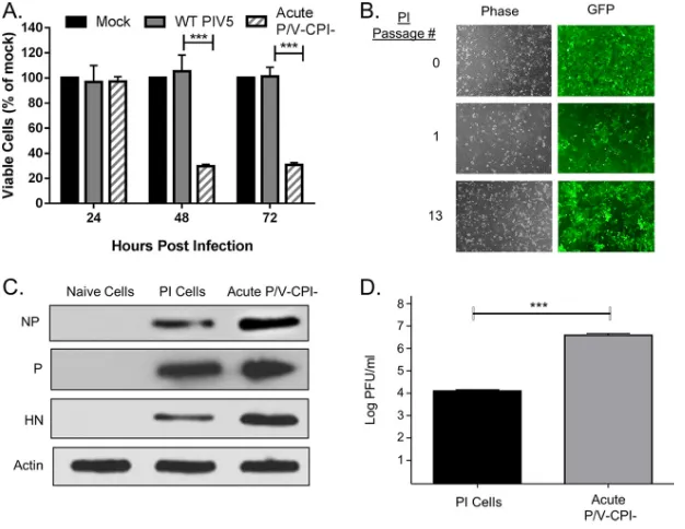 FIG 1 Persistent infection with a cytopathic oncolytic virus. (A) Naive HEp-2 cells were mock infected orinfected with rPIV5-WT or the P/V-CPI� mutant at an MOI of 10 PFU/cell