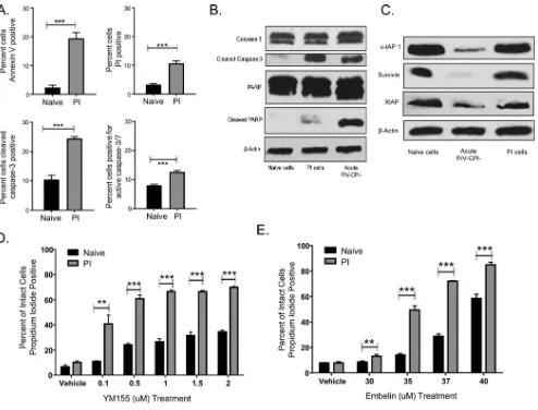 FIG 2 PI cells have elevated basal levels of apoptotic markers and are highly dependent on inhibitors of apoptosis for survival