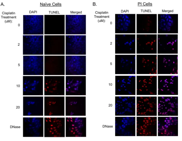 FIG 4 PI cells have enhanced DNA damage following cisplatin treatment. Naive (A) and PI (B) HEp-2 cellswere treated with the indicated concentrations of cisplatin for 18 h