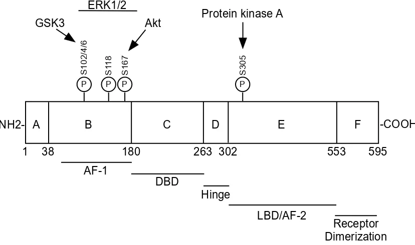 Figure 1. Schematic representation of estrogen receptor domains. The estrogen receptorstructure contains domains A-F