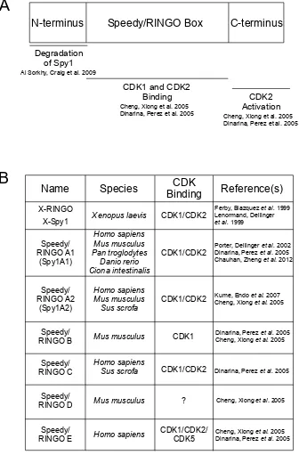 Figure 3. Schematic of Speedy/RINGO domain organization and Speedy/RINGOisoforms. (A) A schematic of Speedy/RINGO protein domains