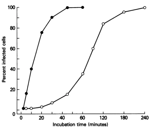 FIG. 4.NApathogenicnoninternalizedbatedreleased1 h Kinetics of production of infectious virus in NA cells