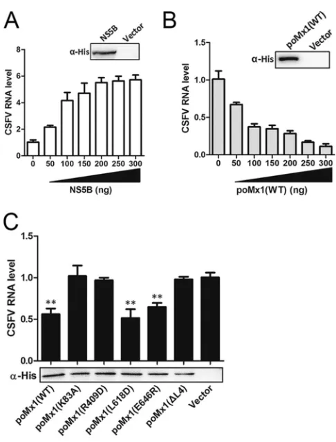 FIG 8 poMx1 proteins undermine the RdRp activity of NS5B proteins. RdRp assays were performed asfollows: with increasing amounts of NS5B proteins (0, 50, 100, 150, 200, 250, and 300 ng) (A); with 100ng of NS5B proteins and increasing amounts of poMx1 prote