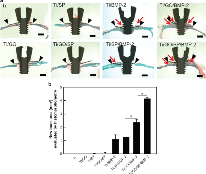 Fig. 9. Bone regeneration of Ti ring implants with or without GO coating, BMP-2 (bone morphogenetic protein-2) and SP (substance P) loading in mouse calvarial defect model