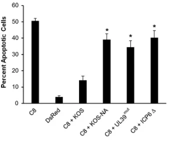 FIG 6 UL39 mutations from KOS-NA reduce ICP6-mediated inhibition of caspase 8-dependent apoptosis.Vero cells were transfected with a plasmid that expresses either CMV-DsRed (DsRed) or human caspase8 (C8)