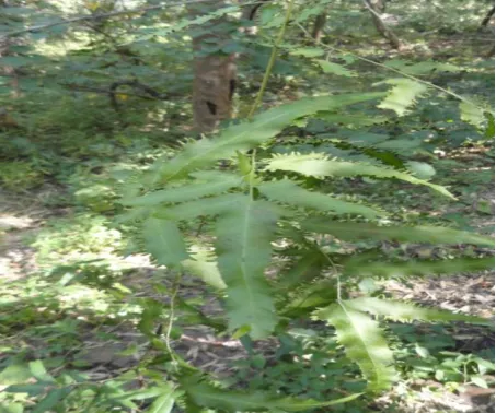 Figure 10: Lygodium flexuosum (L.) 