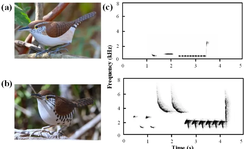 Figure 3.2. Comparison model pictures and spectrograms of both study species. (a) Picture of model rufous-and-white wren