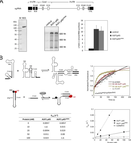FIG 2 DENV RNA synthesis and 5DENV sgRNA (635 nt) used in the assay. The RNA consists of the 5the RNA-RNA interaction in the presence of the indicated concentrations of recombinant AUF1 p45, AUF1 p45=-3= RNA-RNA interaction are stimulated by AUF1 p45