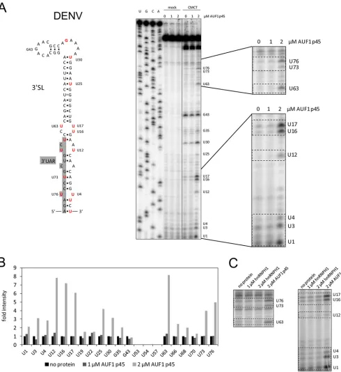 FIG 3 AUF1 p45 increases the accessibility of U residues predominantly in the bottom part of the DENV 3p45 are highlighted in red