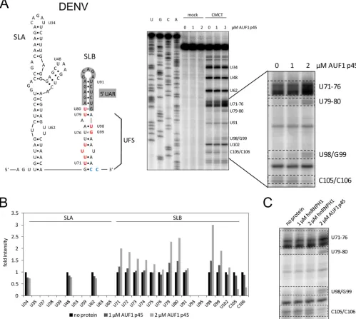FIG 4 AUF1 p45 speciﬁcally destabilizes SLB within the DENV 5=UTR. (A) (Left) Secondary structures of 5=-terminal stem-loop A (SLA) and stem-loop B (SLB) ofthe DENV genome