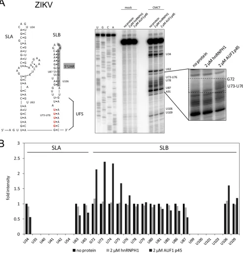 FIG 5 AUF1 p45 speciﬁcally destabilizes SLB within the ZIKV 5or hnRNPH1 (lanes 8 to 10)