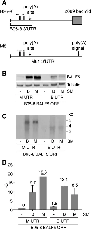 FIG 8 Effect of the BALF5 3A at B95-8 nucleotide 152962). One gap in B95-8 (nucleotide 153081) and two gaps in M81 (B95-8nucleotides 152974 to 152976 and nucleotide 152946) are shown with dashes