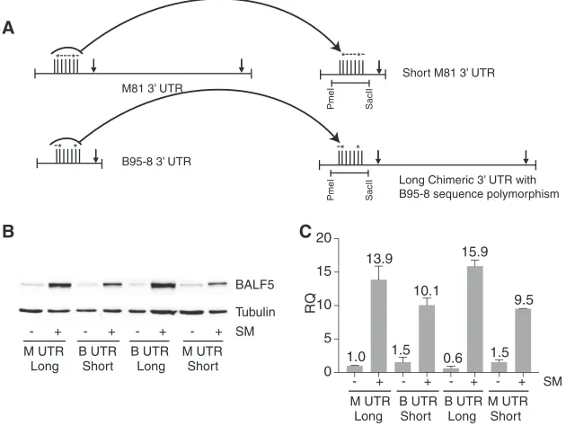 FIG 9 Effect of BALF5 3composed of the 5a native M81 (M UTR long), native B95-8 (B UTR short), chimeric long B95-8 (B UTR long), or artiﬁcial shortM81 (M UTR short) 3either the empty vector control (= UTR length and sequence polymorphisms on BALF5 protein 