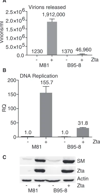 FIG 1 Comparison of virion production by M81 EBV and B95-8 EBV. HEK293 cells stably infected witheither M81 EBV or B95-8 EBV strains were transfected with either the empty vector (�) or Zta plasmidDNA (�) to induce EBV lytic replication