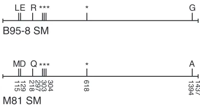FIG 2 Comparison of M81 SM and B95-8 SM sequences. A schematic diagram shows the alignment of SMpolymorphisms (positions 115, 129, 218, and 1394) were nonconservative, leading to four amino acidsequences between M81 EBV and B95-8 EBV