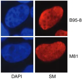 FIG 3 Nuclear localization patterns of M81 SM and B95-8 SM during lytic replication. HEK293 cells stablyinfected with SMKO EBV were transfected with Zta and either M81 EBV SM or B95-8 EBV SM