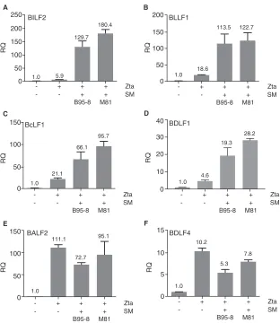 FIG 4 Effect of B95-8 SM versus M81 SM on EBV RNA accumulation during lytic replication