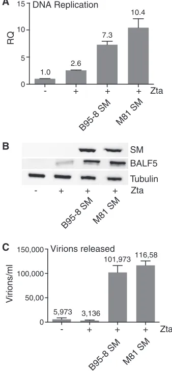 FIG 5 Comparison of SM functions in lytic EBV replication. SMKO HEK293 cells were transfected with thereplication by qPCR