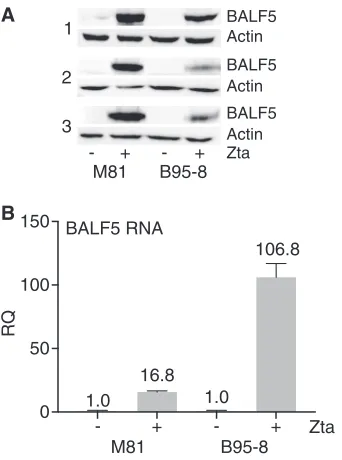 FIG 6 Comparison of BALF5 gene expression levels in M81- and B95-8-infected cells during lyticreplication
