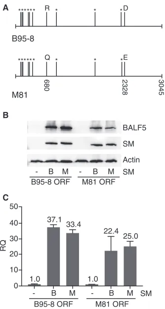 FIG 7 Enhanced M81 BALF5 protein expression is not due to polymorphisms in M81 and B95-8 BALF5coding sequences