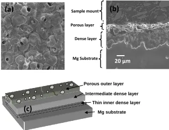 Fig. 2.3 SEM micrographs of PEO coating on AM60B alloy showing (a) the surface morphology and (b) cross-section