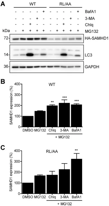 FIG 6 Blocking both autophagy/lysosome and proteasomal degradation enhances WT and RL/AAand chloroquine (Chlq; 100SAMHD1 protein expression