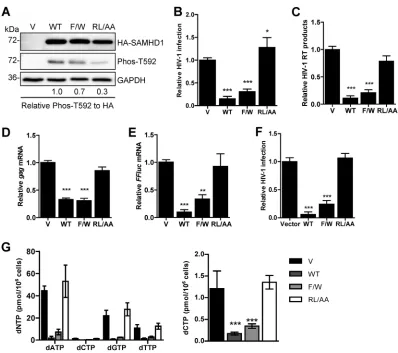 FIG 1 The RXL motif in SAMHD1 is required for HIV-1 restriction and dNTPase activity. (A) U937 cells stably expressing vectorPMA-differentiated U937 cells were infected with single-cycle HIV-1-ΔEnv-GFP/VSV-G as described for panel B