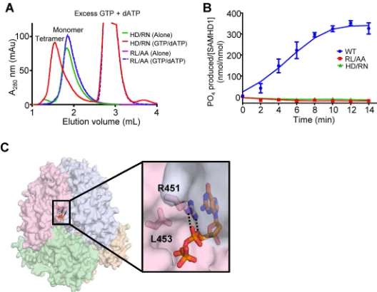 FIG 2 The RXL mutant disrupts SAMHD1 tetramer formation and abolishes dNTPase activity