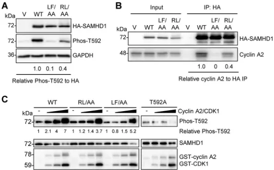 FIG 3 RXL mutation of SAMHD1 reduces T592 phosphorylation and cyclin A2 binding. (A) HEK293T cellsexpressing vector or WT, LF/AA, or RL/AA SAMHD1 protein were analyzed by immunoblotting forPhos-T592, HA-SAMHD1, or GAPDH