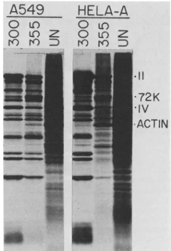 FIG. 9.withvituses.werecontainingpolypeptidesHeLaactincodedare Electrophoretic analysis of polypeptides synthesized in cells infected with mutant (355 and 366) and wild-type (300) At 18 and 24 h after infection, cultures were labeled for 1 h [35S]methionin
