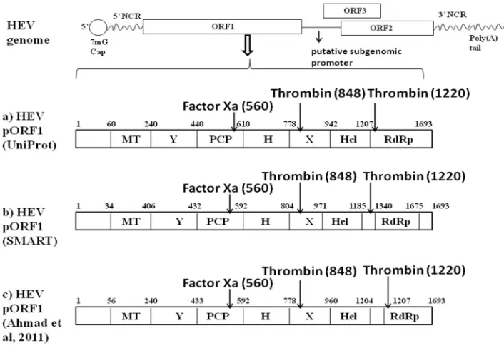 FIG 1 Schematic representation of hepatitis E virus (HEV) genome. The HEV genome consists of positive-sensesingle-stranded RNA which encodes three ORFs