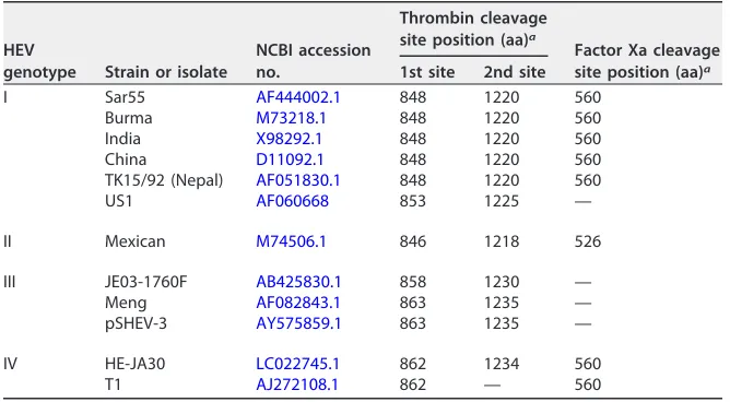 TABLE 1 Thrombin and factor Xa cleavage sites on pORF1 are conserved in HEVgenotypes