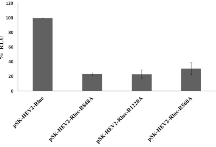FIG 2 Thrombin and factor Xa cleavage sites are required for HEV replication. Huh7-S10-3 cells were transfectedwith capped RNA transcripts of a pSK-HEV2-Rluc wild-type or thrombin/factor Xa cleavage site mutant subgenomicreplicon (pSK-HEV2-Rluc-R848A, pSK-
