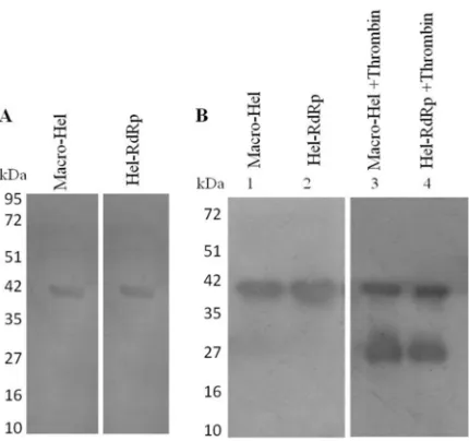 FIG 3 In vitro digestion of pORF1 by thrombin. (A) The HEV pORF1 regions encompassing truncatedHel-RdRp and macro-Hel domains were expressed in bacteria as N-terminal 6�His-tagged proteins of�40 kDa