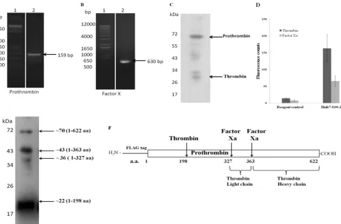 FIG 4 Biologically active thrombin and factor Xa present in Huh7-S10-3 cells. Total RNA was isolated form Huh7-S10-3 cells, and RT-PCR was carried out usingspeciﬁc primers