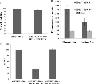 FIG 5 Effect of serine protease inhibitor, Ben-HCl, on HEV replication in cell culture